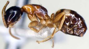 Camponotus yamaokai side (www.niaes.affrc.go.jp).jpg