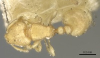Carebara termitolestes casent0902371 d 1 high.jpg