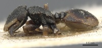 Cephalotes conspersus P casent0901462.jpg