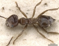 Crematogaster painei casent0902109 d 1 high.jpg