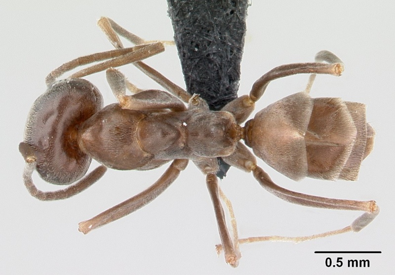 File:Dorymyrmex brunneus casent0192705 dorsal 1.jpg