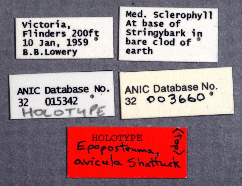 File:Epopostruma avicula holotype ANIC32-015342 labels-AntWiki.jpg