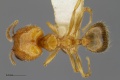 MCZ-ENT00668198 Pheidole sp11 had.jpg