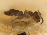 MCZ ENT Brachymyrmex brevicornis hal type.jpg