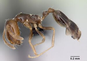 Monomorium destructor casent0073621 profile 1.jpg