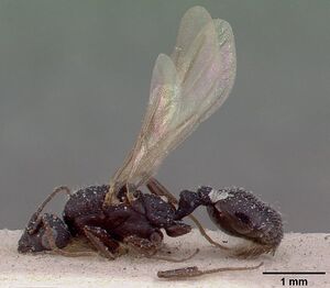 Monomorium subopacum casent0010823 profile 2.jpg