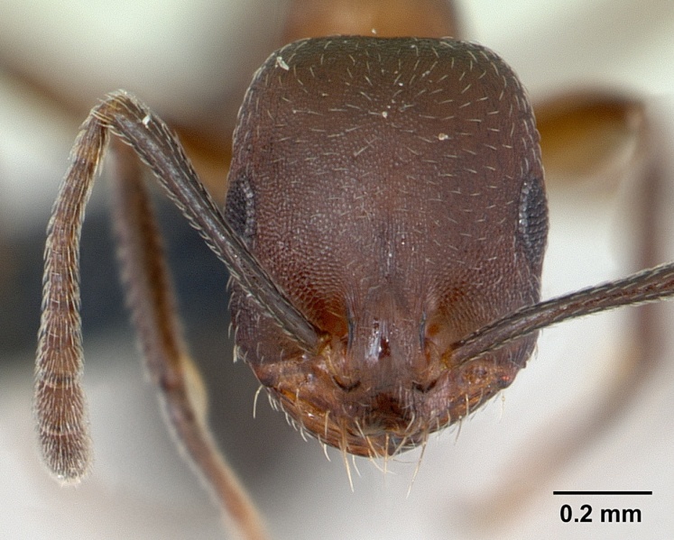 File:Monomorium subopacum casent0068113 head 1.jpg