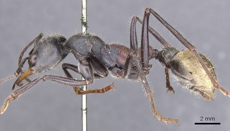 File:Myrmecia athertonensis casent0907075 p 1 high.jpg