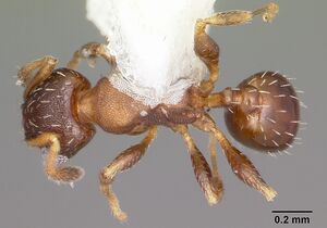 Pheidole constipata casent0104786 dorsal 1.jpg