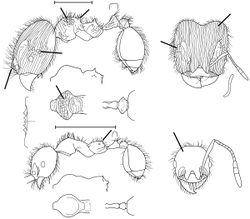 Pheidole mamore Wilson 2003.jpg