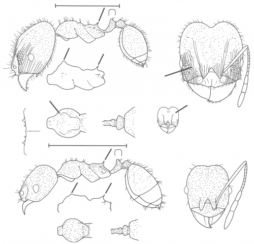 Pheidole punctatissima Wilson 2003.jpg