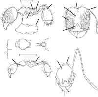 Pheidole tijucana Wilson 2003.jpg