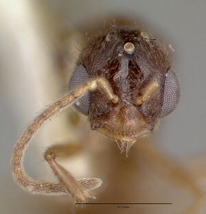 Prionopelta majuscula castype06925-02 head 1.jpg