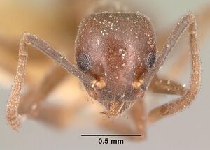 Technomyrmex difficilis casent0101932 head 1.jpg