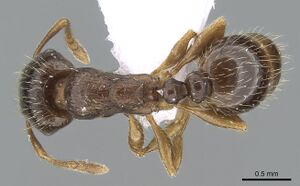 Tetramorium ferox casent0281567 d 1 high.jpg