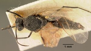 Camponotus descarpentriesi casent0101204 dorsal 1.jpg