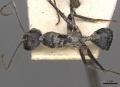 Camponotus gouldianus casent0910383 d 1 high.jpg