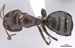 Camponotus ilgii casent0906450 d 1 high.jpg
