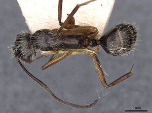 Camponotus lutzi casent0910000 d 1 high.jpg