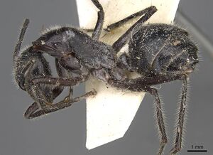 Camponotus molossus casent0906939 p 1 high.jpg