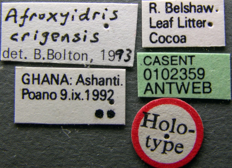 File:Carebara crigensis casent0102359 label 1.jpg