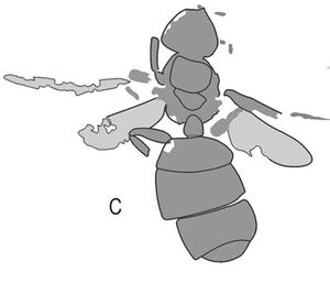 Dlussky-&-Putyatina 2014-8Poneropsis-fuliginosa.jpg