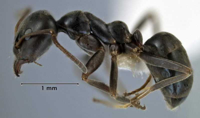 File:Iridomyrmex alpinus ANIC32-043208 side 32-final-Antwiki.jpg