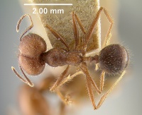 MCZ-ENT00030762 Pheidole gouldi had.jpg