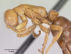 Neivamyrmex carolinensis casent0104856 profile 1.jpg