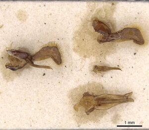 Neivamyrmex guyanensis casent0911397 p 3 high.jpg