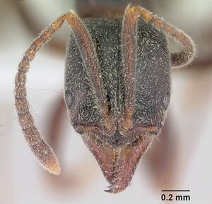 Pachycondyla ambigua casent0441714 head 1.jpg