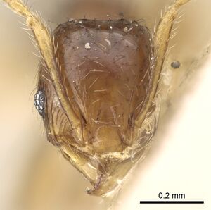 Pheidole lobulata casent0906642 h 1 high.jpg