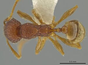 Pheidole moskitia CASENT0612083 d.jpg