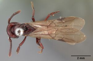 Plectroctena ugandensis casent0102133 dorsal 1.jpg