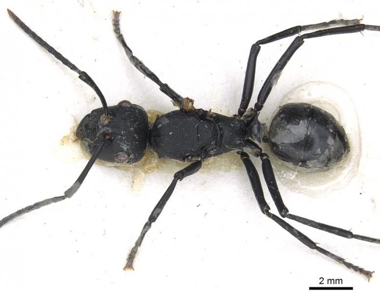 File:Polyrhachis horacei casent0903299 d 1 high.jpg