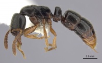 Ponera xenagos P casent0249238.jpg