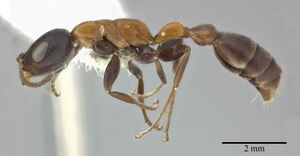 Pseudomyrmex championi casent0246349 p 1 high.jpg