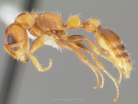 Pseudomyrmex cretus casent0005870 profile 1.jpg