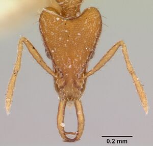 Strumigenys godeffroyi casent0101214 head 1.jpg