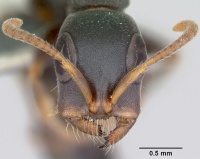 Tetraponera mocquerysi casent0172624 head 1.jpg