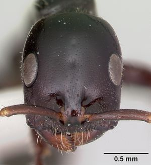 Tetraponera nigra casent0103313 head 1.jpg