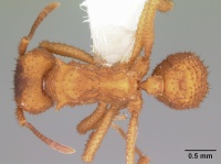 Trachymyrmex turrifex casent0104760 dorsal 1.jpg