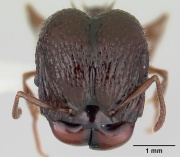 Acanthomyrmex ferox casent0178570 head 1.jpg