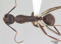 Camponotus albicoxis casent0173550 dorsal 1.jpg