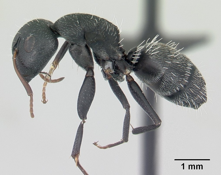 File:Camponotus auropubens casent0178199 profile 1.jpg