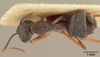 Camponotus hova becki casent0101100 dorsal 1.jpg