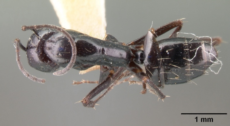 File:Camponotus lubbocki casent0101437 dorsal 1.jpg