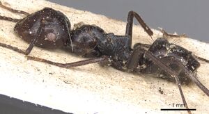 Camponotus quadriceps casent0901909 p 1 high.jpg