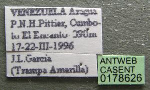Cephalotes persimilis casent0178626 label 1.jpg