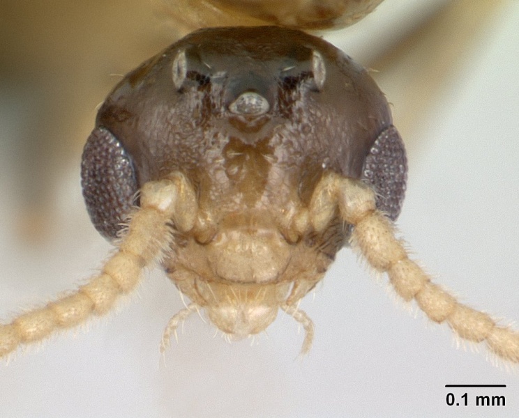 File:Crematogaster sewellii casent0134874 head 1.jpg